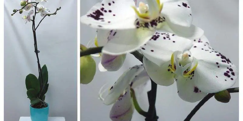 Фаленопсис Д12 1 ст.