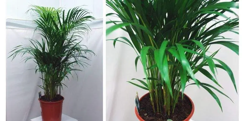 Хризолидокарпус Лутесценс Д24 Н120