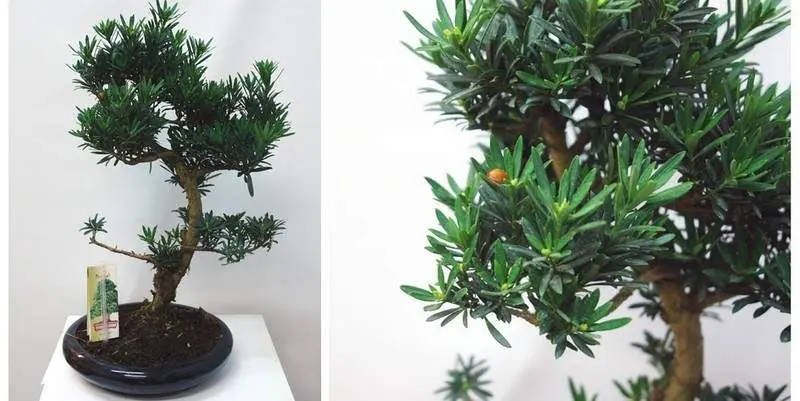 Бонсай Микс Д23 Н55