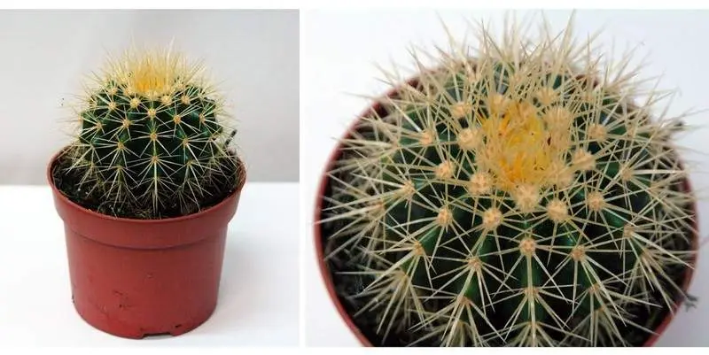 Эхинокактус Грузони Д10 Н15