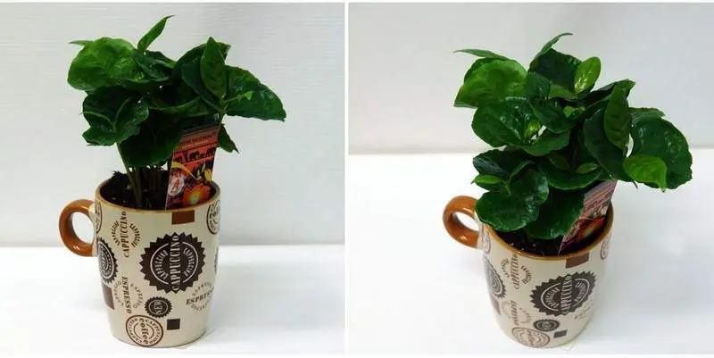 Кофе Арабика (ceramic cup) Д9 Н17